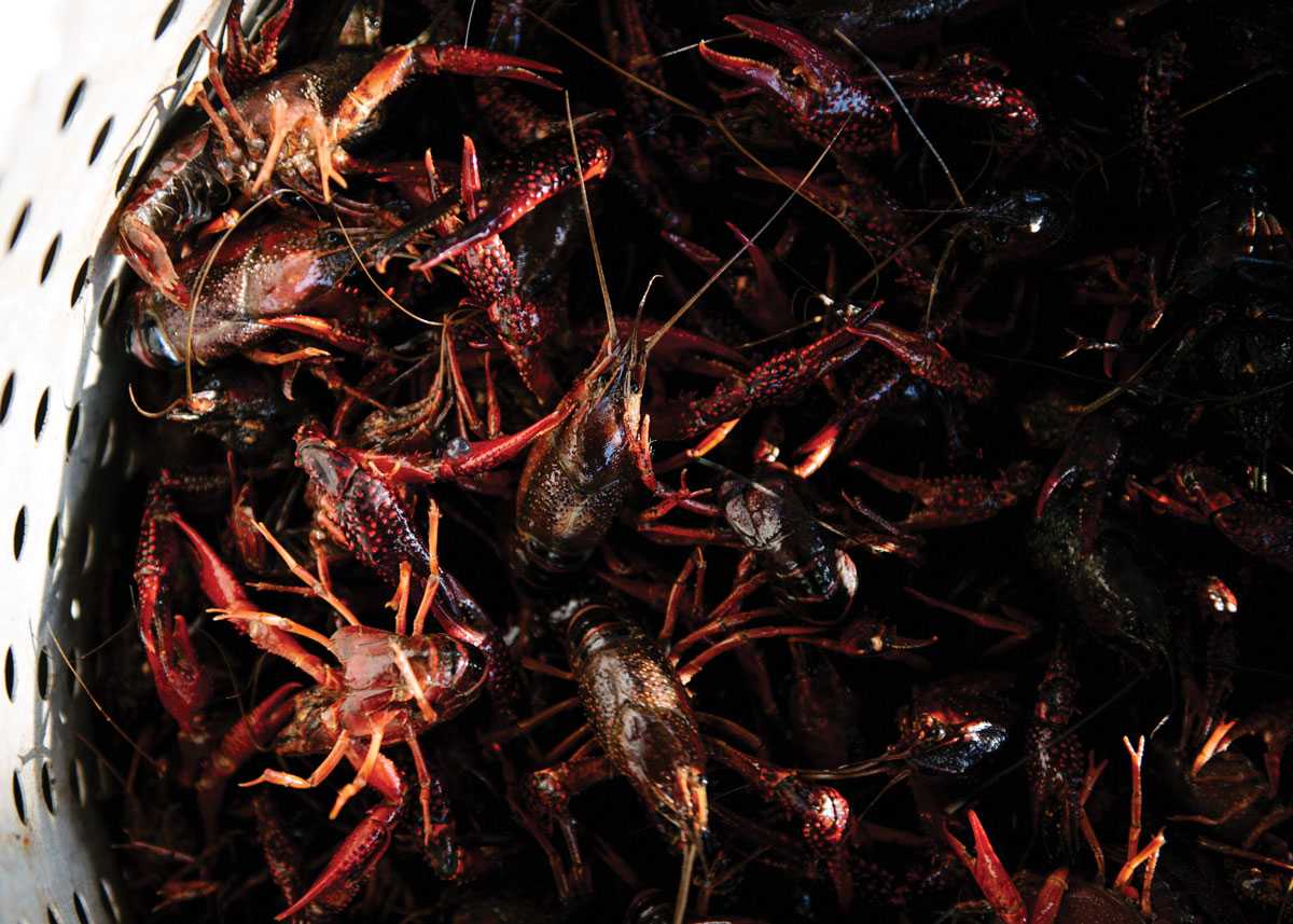Live Crawfish